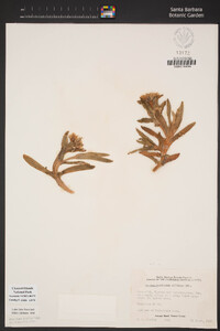 Carpobrotus chilensis image