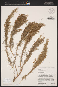 Artemisia californica image