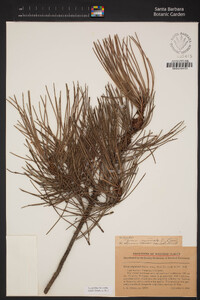 Pinus muricata image