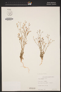 Gilia tenuiflora image