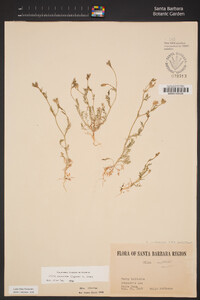 Gilia clivorum image