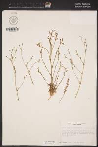 Gilia austrooccidentalis image