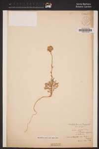 Gilia achilleifolia subsp. achilleifolia image