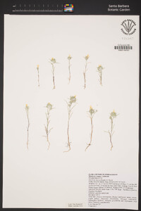 Eriastrum luteum image