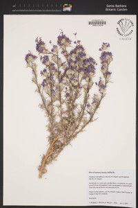 Eriastrum densifolium subsp. elongatum image