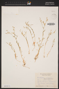 Allophyllum gilioides subsp. violaceum image