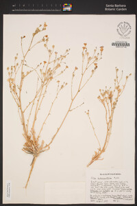 Aliciella hutchinsifolia image