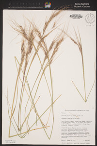 Stipa pulchra image