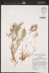 Bromus tectorum image