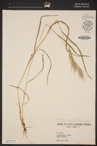 Bromus rubens image