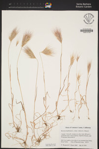 Bromus rubens image