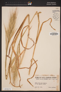 Bromus diandrus image