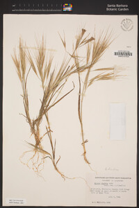 Bromus diandrus image