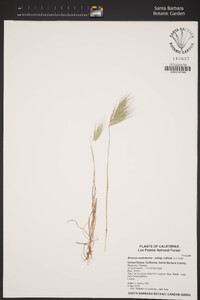 Bromus rubens image