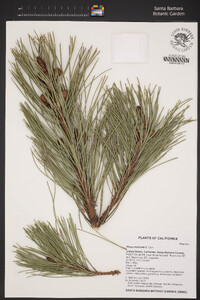 Pinus muricata image