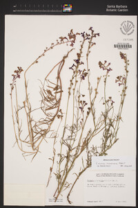 Linaria maroccana image