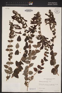 Keckiella cordifolia image