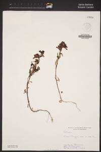 Collinsia bartsiifolia var. davidsonii image