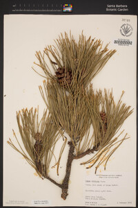 Pinus muricata image