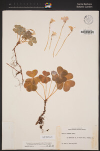 Oxalis oregana image