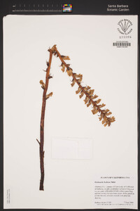 Image of Orobanche hederae