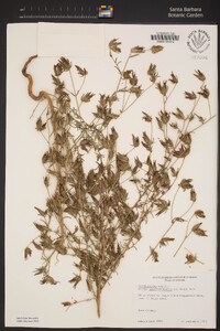 Cordylanthus rigidus subsp. brevibracteatus image