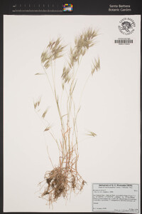 Bromus tectorum image