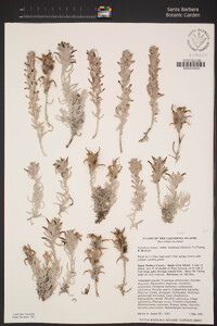 Castilleja hololeuca image