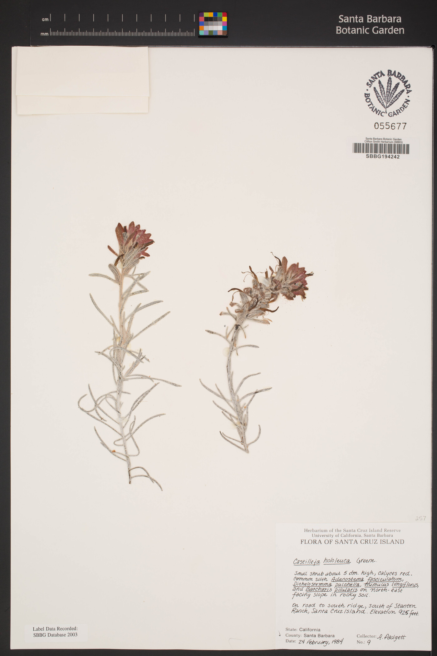 Castilleja hololeuca image