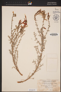 Epilobium canum subsp. canum image