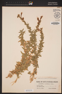 Epilobium canum subsp. canum image