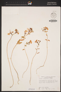 Clarkia unguiculata image