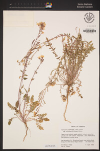 Chylismia claviformis subsp. aurantiaca image