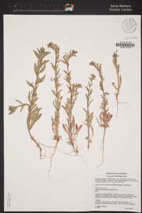 Camissoniopsis hardhamiae image