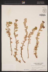 Camissoniopsis cheiranthifolia subsp. suffruticosa image