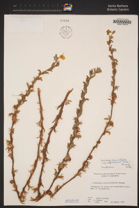 Camissoniopsis cheiranthifolia image