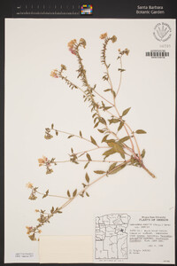 Eremothera boothii subsp. boothii image