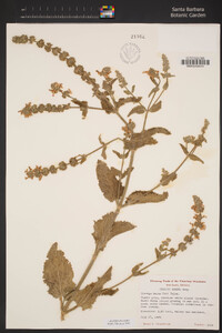 Stachys albens image