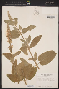 Stachys albens image