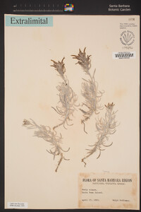 Castilleja hololeuca image