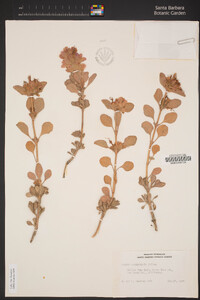 Salvia pachyphylla image