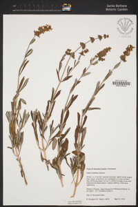 Salvia mellifera image