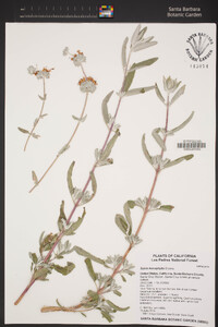 Salvia leucophylla image