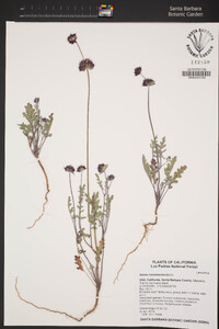 Salvia columbariae image