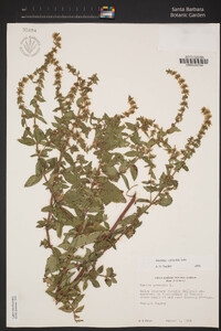 Mentha × gracilis image