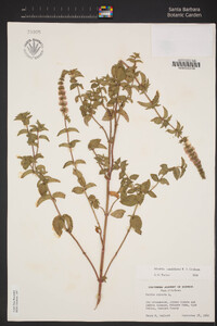 Mentha × smithiana image