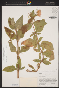 Lepechinia calycina image