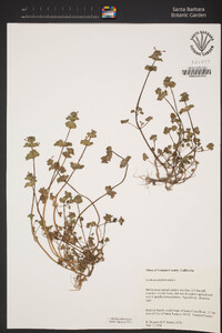 Lamium amplexicaule image