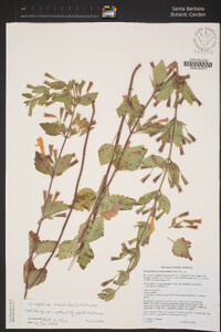 Clinopodium mimuloides image