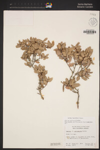 Quercus cedrosensis image